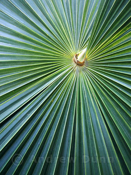 Palm leaf