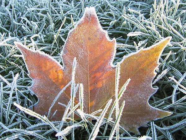 Frosty leaf