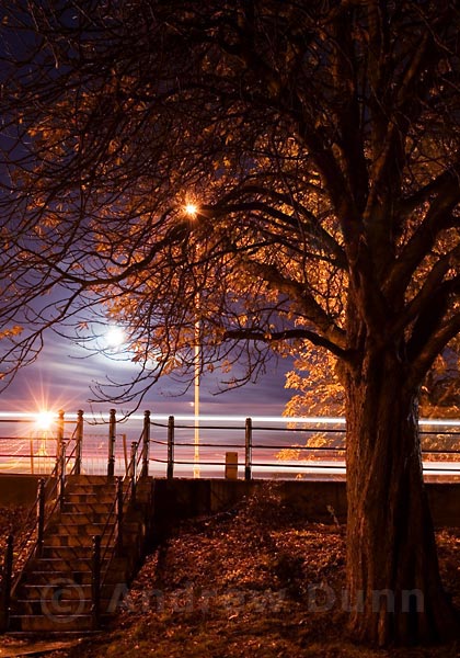 Chestnut Trees and Moon