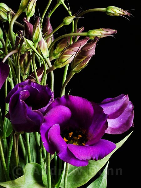 Eustoma Grandiflorum